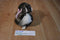 Walmart Brown Mottled Bunny Rabbit Plush