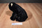Ty Classic Forest Black Bear 2002 Beanbag Plush