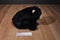 Ty Classic Forest Black Bear 2002 Beanbag Plush