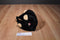 Ty Classic Forest Black Bear 2002 Beanbag Plush