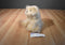 Ty Classic 2007 Bixie Yorkie/ Shi Tzu Puppy Dog Beanbag Plush