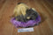 Nova World Gray and Beige Yorkshire Terrier Plush on a Purple Pillow