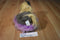 Nova World Gray and Beige Yorkshire Terrier Plush on a Purple Pillow