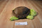 Kohl's Cares And Then It's Spring Turtle Tortoise Plush