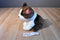 Ty Beanie Buddies Sport Brown and White Terrier Dog 2005 Beanbag Plush