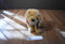Hallmark Heartly the Golden Retriever Puppy Dog Beanbag Plush