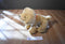 Hallmark Heartly the Golden Retriever Puppy Dog Beanbag Plush