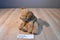 Ty Classic Chips the Brown and Tan Terrier Dog 1996 Beanbag Plush