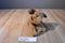 Ty Classic Chips the Brown and Tan Terrier Dog 1996 Beanbag Plush