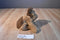 Ty Classic Chips the Brown and Tan Terrier Dog 1996 Beanbag Plush