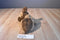 Ty Classic Chips the Brown and Tan Terrier Dog 1996 Beanbag Plush