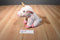Pink Unicorn Pig With Gold Horn Plush