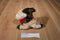 Dan Dee Beige and Brown Reindeer Beanbag Plush