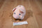 T.A.G. Blimp E Bank Pink Piggy Plush Bank with Blue Eyes