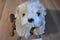 Ty Classic Jenkins the Tan and White Fluffy Dog 2001 Beanbag Plush
