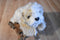 Ty Classic Jenkins the Tan and White Fluffy Dog 2001 Beanbag Plush