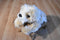 Ty Classic Jenkins the Tan and White Fluffy Dog 2001 Beanbag Plush