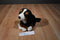 Animal Alley Bernese Mountain Dog 2007 Beanbag Plush