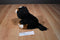 Animal Alley Bernese Mountain Dog 2007 Beanbag Plush