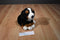 Animal Alley Bernese Mountain Dog 2007 Beanbag Plush