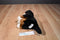 Animal Alley Bernese Mountain Dog 2007 Beanbag Plush