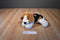 Mary Meyer Flip Flop Tri-colored Beagle Beanbag Plush