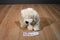 Best Made Toys Cuddle Zone Yellow Lab Labrador Retriever Puppy Dog Beanbag Plush