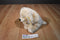 Best Made Toys Cuddle Zone Yellow Lab Labrador Retriever Puppy Dog Beanbag Plush