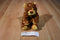Ty Pluffies Pokey the Leopard 2003 Beanbag Plush