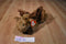 Ty Classic Mortimer Moose 1995 Beanbag Plush