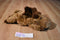 Ty Classic Mortimer Moose 1995 Beanbag Plush