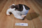 Kohl's Cares The Pokey Little Puppy Plush and Book