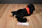 Douglas Cabela's Chester Black Lab Dog Plush