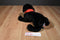 Douglas Cabela's Chester Black Lab Dog Plush