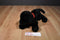 Douglas Cabela's Chester Black Lab Dog Plush
