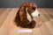 Gund Goober Brown and Beige Bear Beanbag Plush