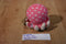 Ty Beanie Boos Ollie Pink Octopus 2012 Beanbag Plush