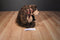 Gund Marley Brown Teddy Bear Green and Red Scarf Beanbag Plush
