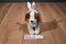 Walmart Brown and Beige Puppy with Pink Bunny Ears Plush