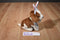 Walmart Brown and Beige Puppy with Pink Bunny Ears Plush