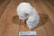 Caltoy Hug Me White and Pink Teddy Bear Plush
