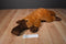 Australian Design Lifesize Brown Platypus Plush