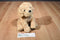 Douglas Thatcher Golden Retriever Dog Beanbag Plush