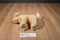 Douglas Thatcher Golden Retriever Dog Beanbag Plush