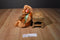 Ty Classic Skootch Amber Colored Bear 2000 Beanbag Plush