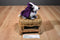 Applause Hush Puppy Deep Purple Special Velvet Basset Hound Beanbag Plush