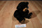 Wishpets Benjamin Black Bear 2010 Plush