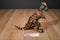 Equity Toys Jurassic Park The Lost World Pachycephalosaurus 1997 Plush with Vinyl Head and Arms