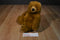 Wal-Mart Sitting Brown Grizzly Bear Plush