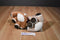 Kids Preferred Rudolph and Clarice Reindeer Plushs